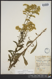 Solidago nemoralis var. haleana image