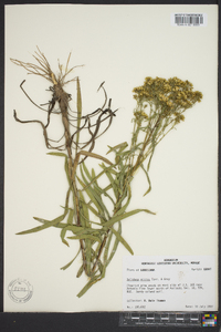 Solidago nitida image