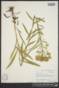 Solidago nitida image