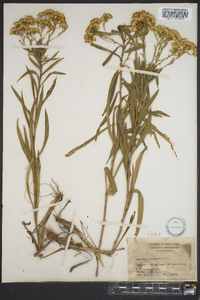 Solidago nitida image