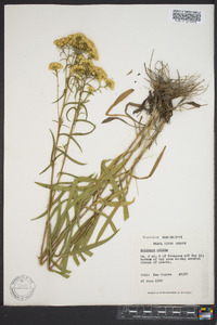 Solidago nitida image