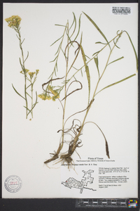 Solidago nitida image