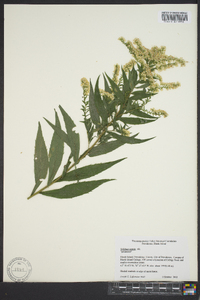 Solidago patula image