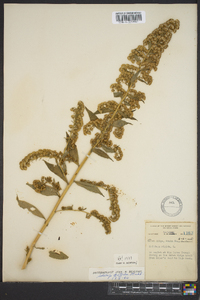 Solidago patula image