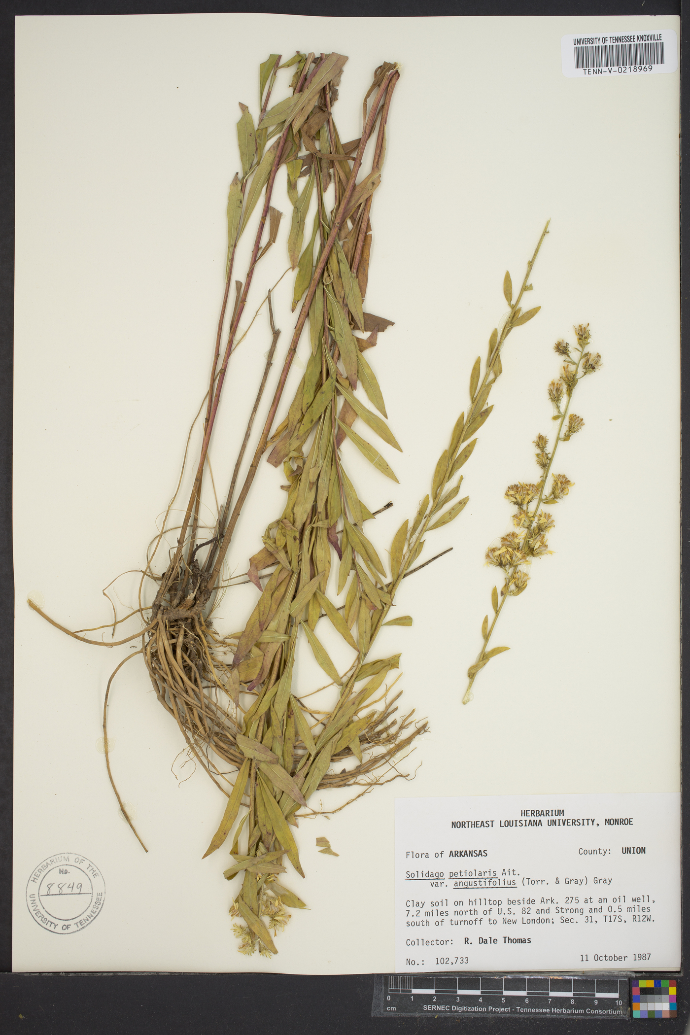 Solidago petiolaris image