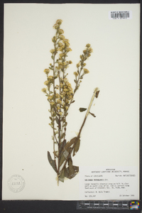 Solidago petiolaris image