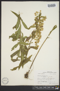 Solidago petiolaris image