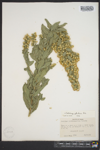 Solidago petiolaris image