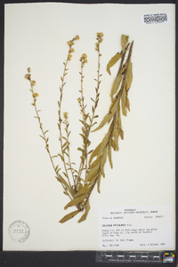 Solidago petiolaris image