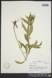 Solidago petiolaris image