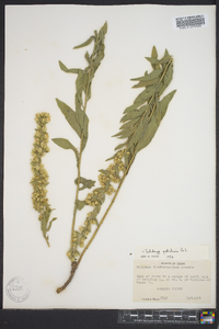 Solidago petiolaris image