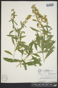 Solidago petiolaris image