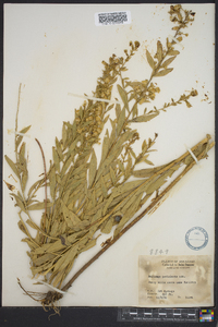 Solidago petiolaris image