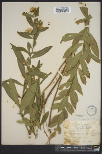 Solidago petiolaris image