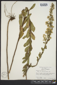 Solidago petiolaris image