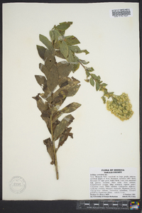 Solidago petiolaris image