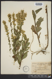 Solidago petiolaris image