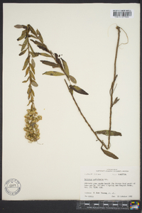 Solidago petiolaris image