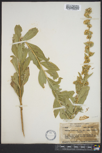 Solidago petiolaris image