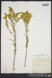 Solidago pinetorum image