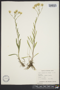 Solidago ptarmicoides image