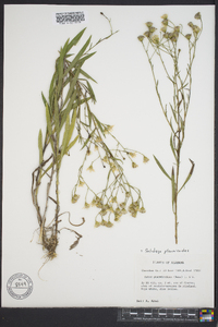 Solidago ptarmicoides image