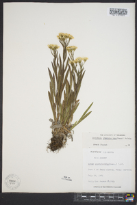 Solidago ptarmicoides image