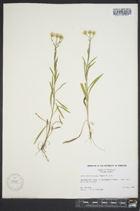 Solidago ptarmicoides image