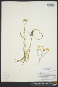 Solidago ptarmicoides image