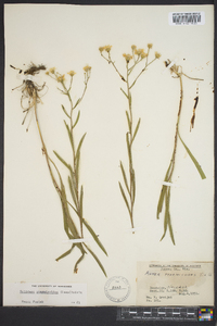 Solidago ptarmicoides image