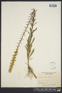 Solidago puberula image