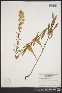 Solidago puberula image