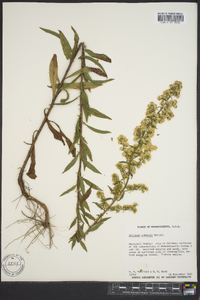 Solidago puberula image