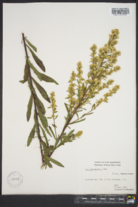 Solidago puberula image