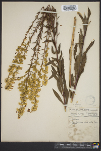 Solidago puberula image