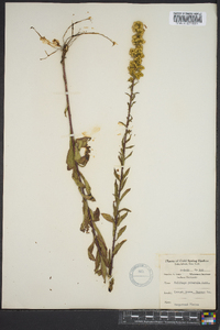 Solidago puberula image