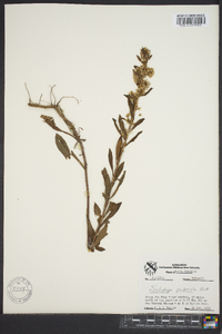 Solidago puberula image