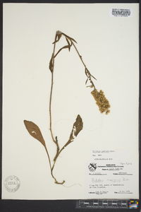 Solidago puberula image