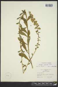 Solidago puberula image