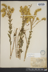 Solidago radula image