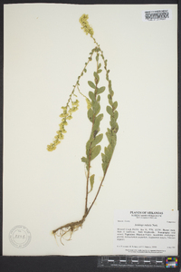 Solidago radula image