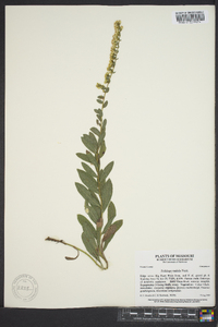 Solidago radula image