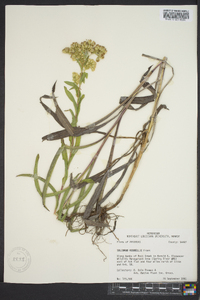 Solidago riddellii image