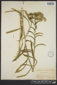 Solidago riddellii image