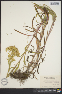 Solidago riddellii image