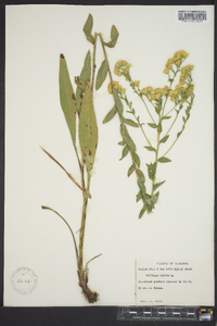 Solidago rigida image