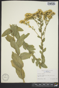 Solidago rigida image