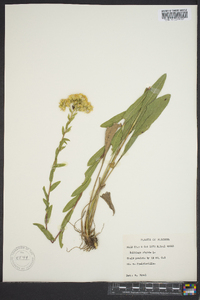 Solidago rigida image