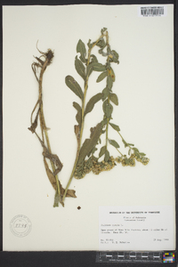 Solidago rigida image