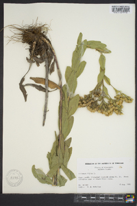 Solidago rigida image